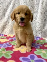 Sable - AKC , a female Golden Retriever for sale in Caney, KS – 7 of 10