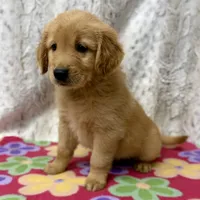 Sandy, a female Golden Retriever for sale in Caney, KS – 2 of 4