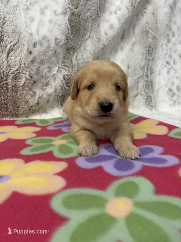 Sophie  – Golden Retriever puppy for sale in Caney, KS