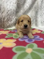 Sophie , a female Golden Retriever for sale in Caney, KS – 1 of 4