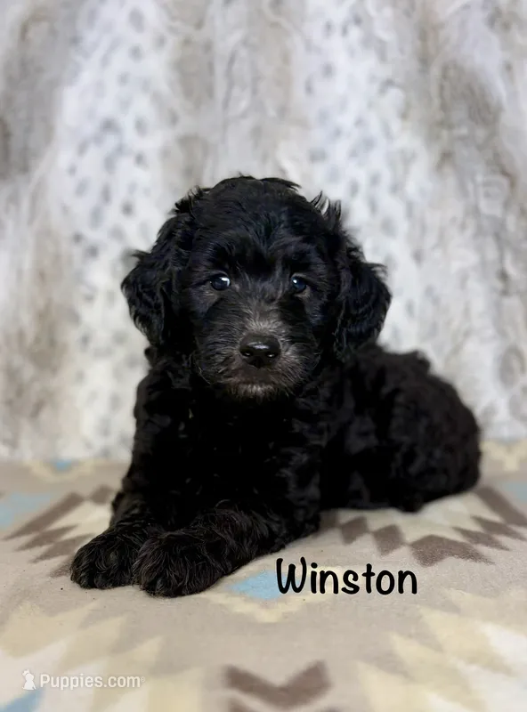 Winston F1b – Miniature Goldendoodle puppy for sale in Caney, KS