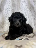 Winston F1b, a male Miniature Goldendoodle for sale in Caney, KS – 1 of 5
