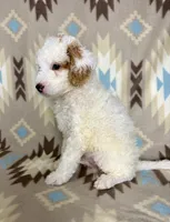 Waylon F1b, a male Miniature Goldendoodle for sale in Caney, KS – 5 of 6