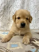 Samson, a male Golden Retriever for sale in Caney, KS – 1 of 3