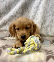 Squirt -AKC, a male Golden Retriever for sale in Caney, KS – 4 of 10
