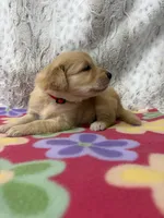 Sophie , a female Golden Retriever for sale in Caney, KS – 3 of 4
