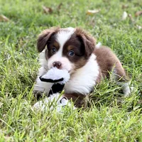 Maple - ready to go!, a female Miniature Australian Shepherd for sale in Caney, KS – 5 of 10