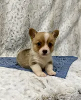 Cole, a male Pembroke Welsh Corgi for sale in Caney, KS – 2 of 5