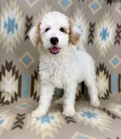 Waylon F1b READY!, a male Miniature Goldendoodle for sale in Caney, KS – 5 of 10