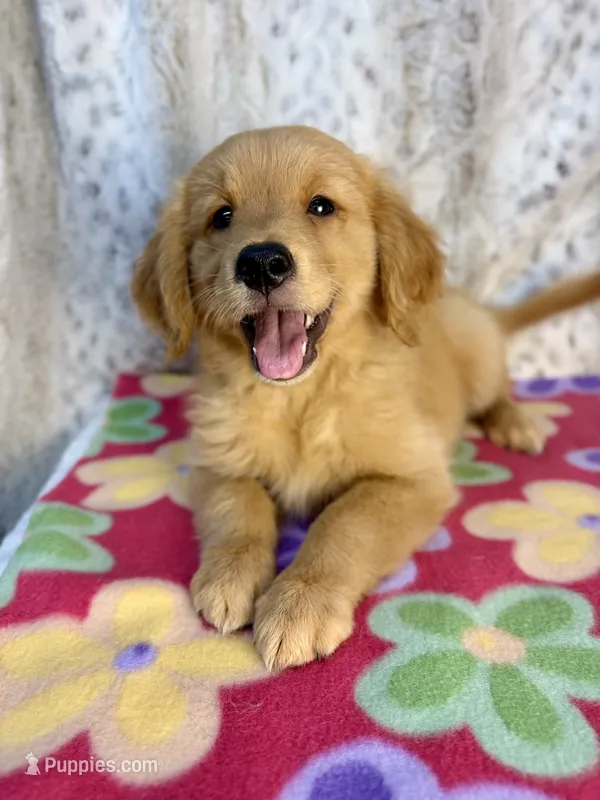 Sable - AKC clear & ready 2 go – Golden Retriever puppy for sale in Caney, KS