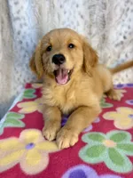 Sable - AKC clear & ready 2 go, a female Golden Retriever for sale in Caney, KS – 1 of 10