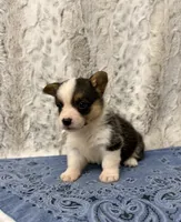 Clyde , a male Pembroke Welsh Corgi for sale in Caney, KS – 3 of 4