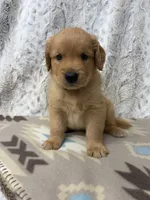 Pal, a male Golden Retriever for sale in Caney, KS – 3 of 3