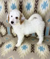 Waylon F1b READY!, a male Miniature Goldendoodle for sale in Caney, KS – 8 of 10