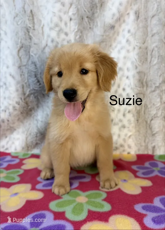 Suzie – Golden Retriever puppy for sale in Caney, KS