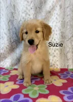 Suzie - AKC & Ready!, a female Golden Retriever for sale in Caney, KS – 1 of 8