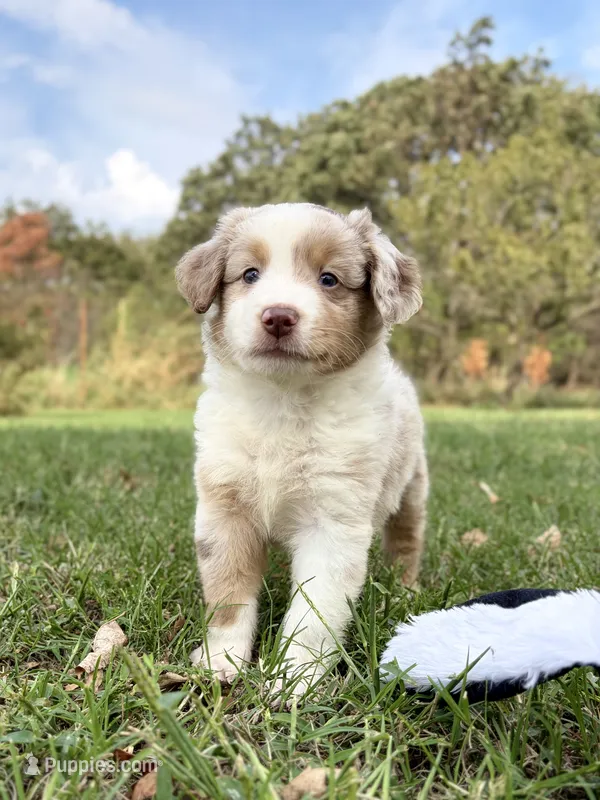 Cookie – Miniature Australian Shepherd puppy for sale in Caney, KS