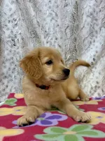 Sophie - AKC , a female Golden Retriever for sale in Caney, KS – 6 of 10