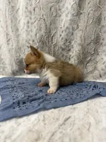 Charlie, a male Pembroke Welsh Corgi for sale in Caney, KS – 3 of 4