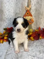 Berkley, a female Miniature Australian Shepherd for sale in Caney, KS – 2 of 4