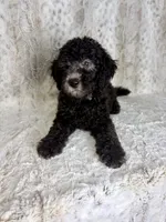 Wally F1b - ready to go!, a male Miniature Goldendoodle for sale in Caney, KS – 3 of 6