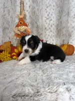 Boone , a male Miniature Australian Shepherd for sale in Caney, KS – 2 of 4