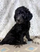 Winston F1b, a male Miniature Goldendoodle for sale in Caney, KS – 2 of 5