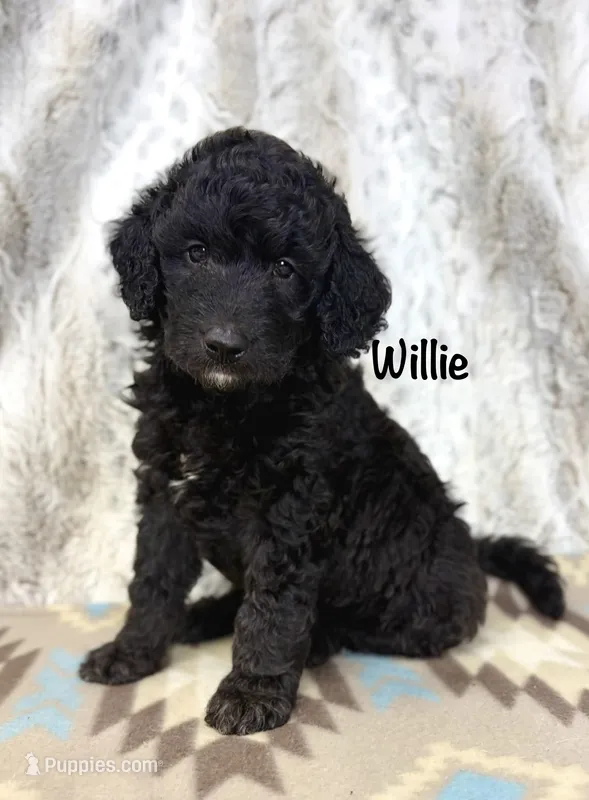 Willie F1b – Miniature Goldendoodle puppy for sale in Caney, KS