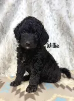 Willie F1b, a male Miniature Goldendoodle for sale in Caney, KS – 1 of 5