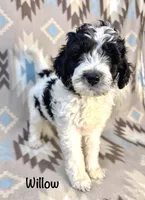Willow F1b, a female Miniature Goldendoodle for sale in Caney, KS – 4 of 6