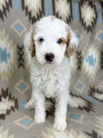 Waylon F1b, a male Miniature Goldendoodle for sale in Caney, KS – 4 of 6