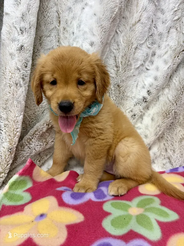 Pixie – Golden Retriever puppy for sale in Caney, KS