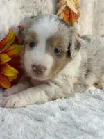 Cookie, a female Miniature Australian Shepherd for sale in Caney, KS – 2 of 5