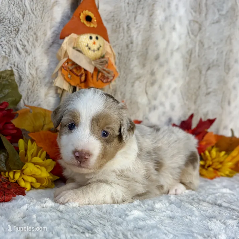 Cookie – Miniature Australian Shepherd puppy for sale in Caney, KS