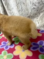 Suzie, a female Golden Retriever for sale in Caney, KS – 5 of 5