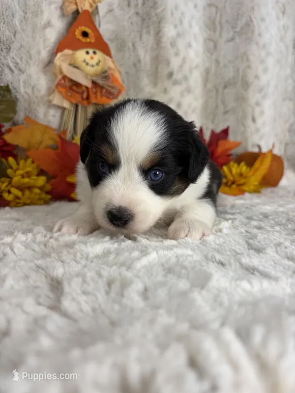 Bailey – Miniature Australian Shepherd puppy for sale in Caney, KS