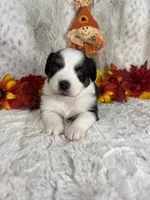 Bailey, a female Miniature Australian Shepherd for sale in Caney, KS – 5 of 6