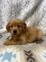Squirt, a male Golden Retriever for sale in Caney, KS – 4 of 4