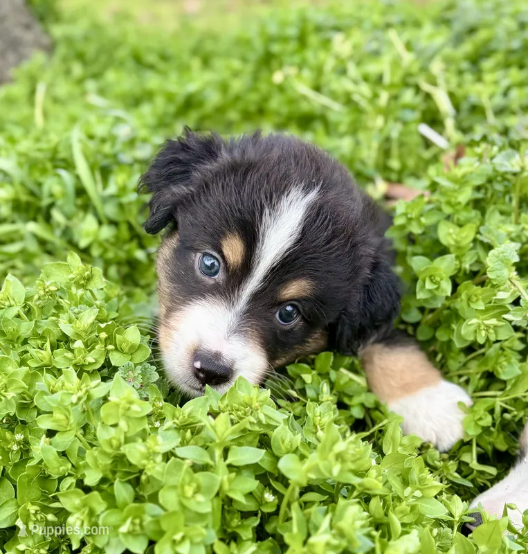 Andy – Miniature Australian Shepherd puppy for sale in Caney, KS