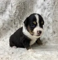 Andy, a male Miniature Australian Shepherd for sale in Caney, KS – Photo 1 of 4