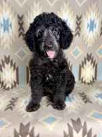 Willie F1b - READY!!, a male Miniature Goldendoodle for sale in Caney, KS – 4 of 10