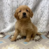 Squirt, a male Golden Retriever for sale in Caney, KS – 2 of 4