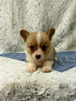 Cole, a male Pembroke Welsh Corgi for sale in Caney, KS – 3 of 5