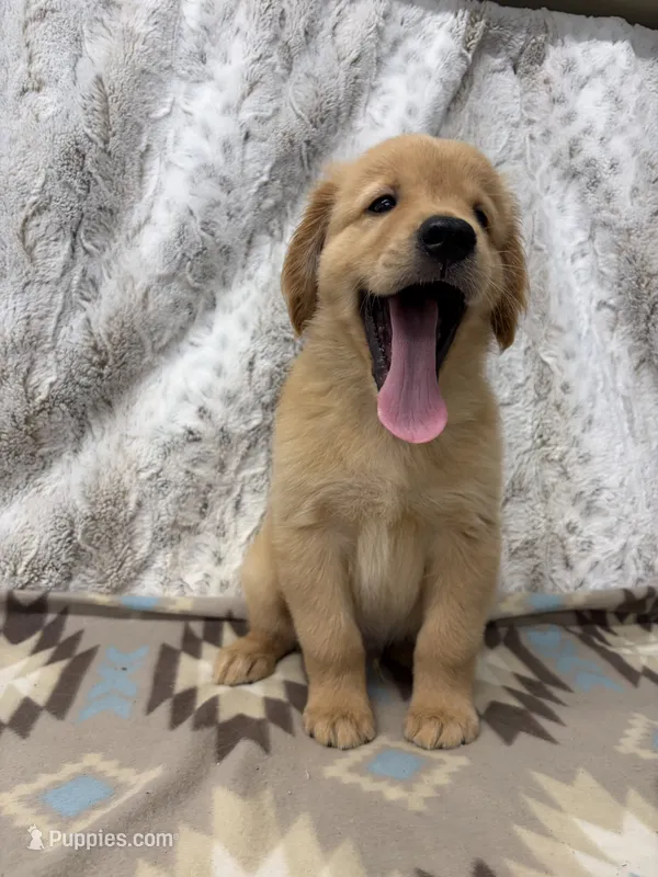 Samson – Golden Retriever puppy for sale in Caney, KS