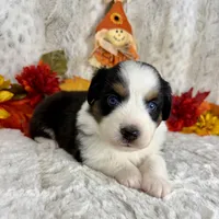 Bailey, a female Miniature Australian Shepherd for sale in Caney, KS – 3 of 6