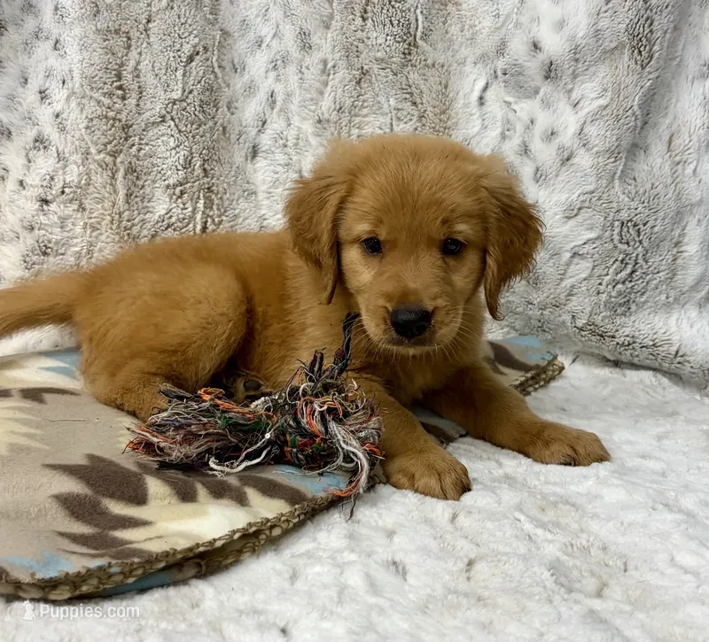 Opie – Golden Retriever puppy for sale in Caney, KS