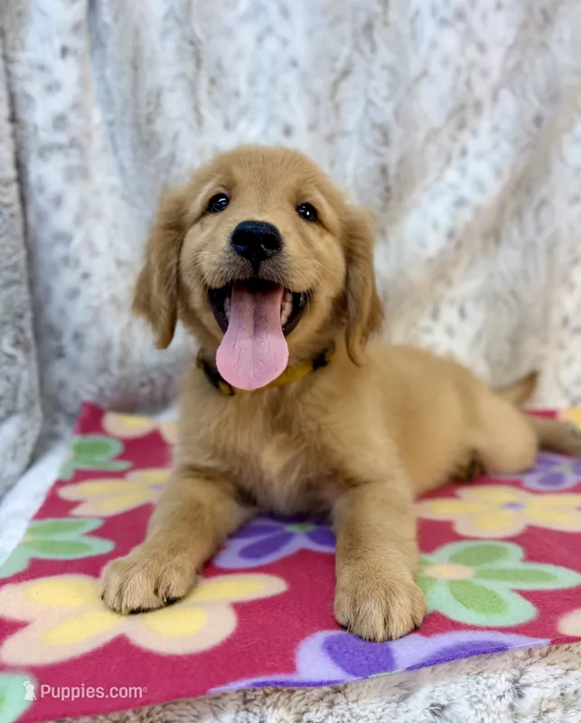 Sandy – Golden Retriever puppy for sale in Caney, KS