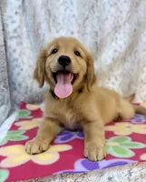 Sandy - AKC, a female Golden Retriever for sale in Caney, KS – 1 of 6