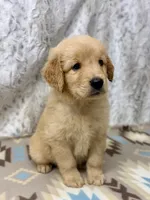 Sonny, a male Golden Retriever for sale in Caney, KS – 2 of 5