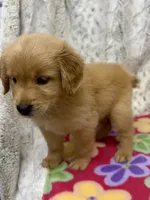 Suzie, a female Golden Retriever for sale in Caney, KS – 3 of 5